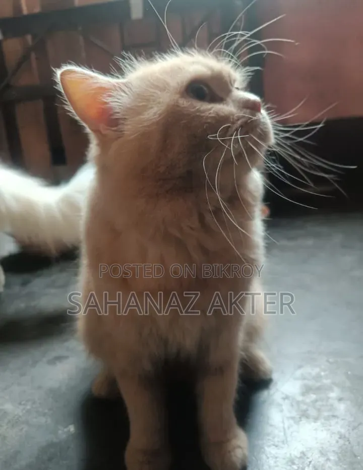 ১+ বছরের পুরুষ পিওর ব্রিড পার্সিয়ান