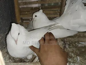 লক্ষা কবুতর বিক্রির জন্য