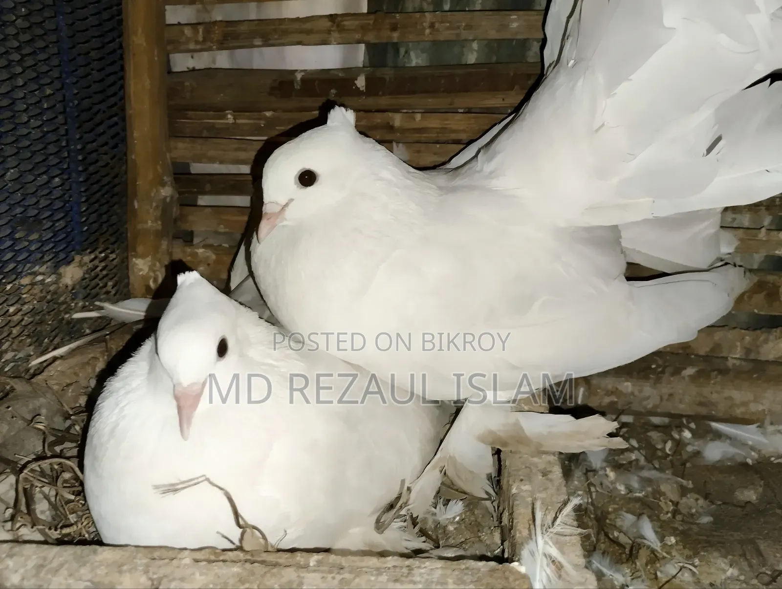 লক্ষা কবুতর বিক্রির জন্য