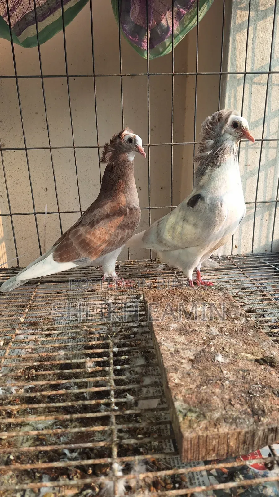 বড় সাইজের বোম্বাই বেবি।