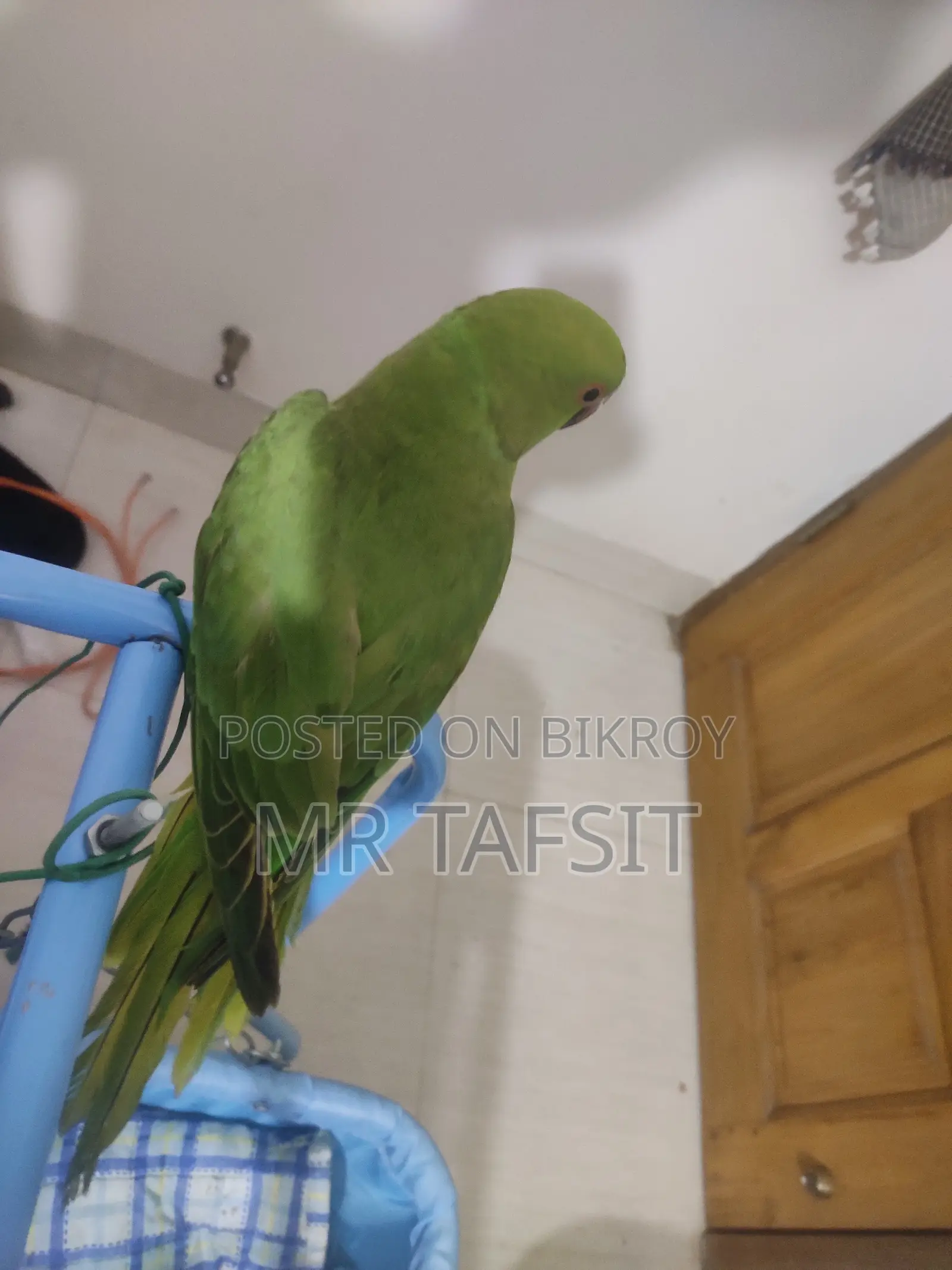 টিয়া পাখি