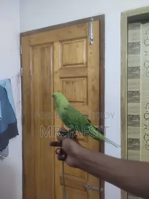 টিয়া পাখি