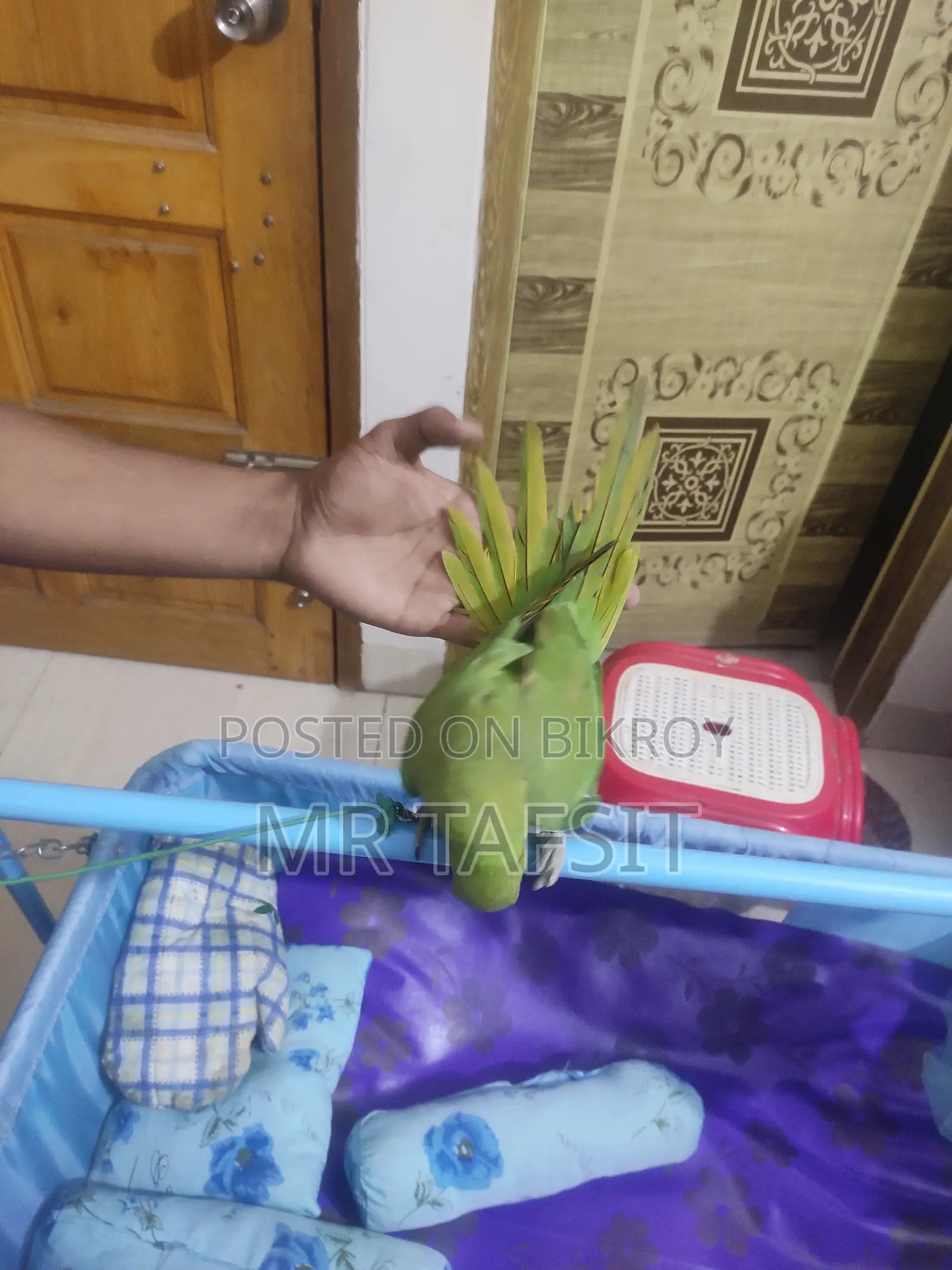 টিয়া পাখি