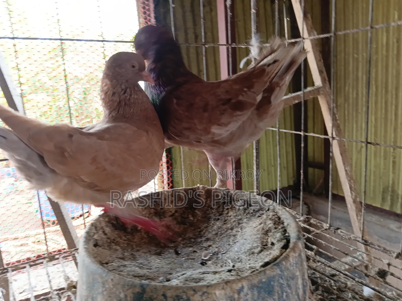 জার্মান মোডেনা রানিং জোড়া