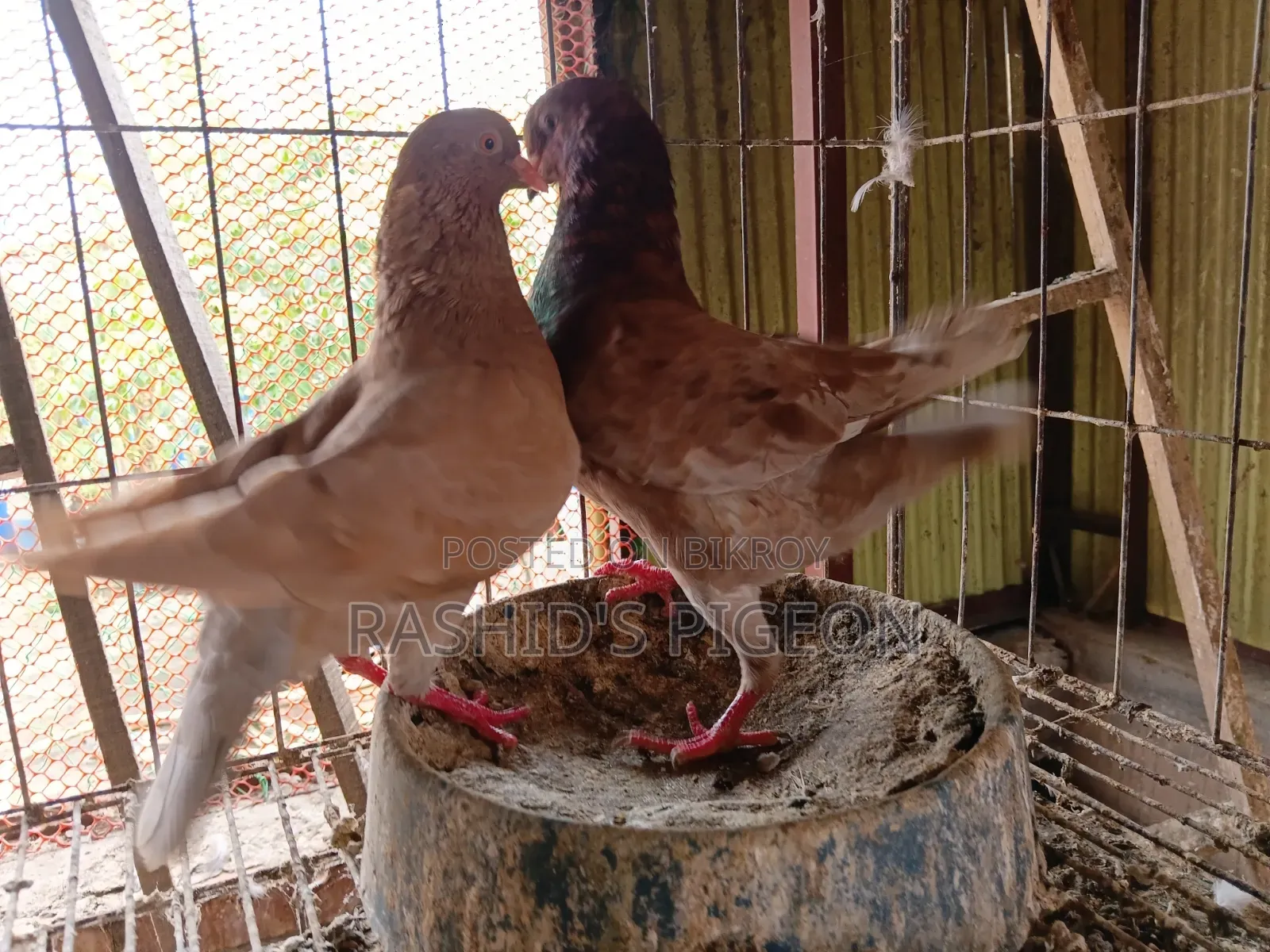 জার্মান মোডেনা রানিং জোড়া