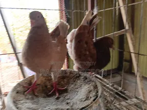 জার্মান মোডেনা রানিং জোড়া