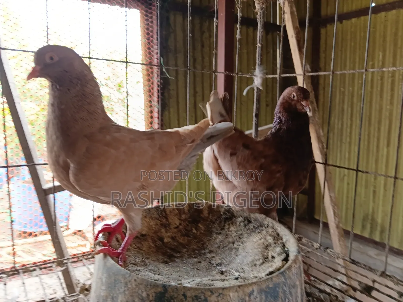 জার্মান মোডেনা রানিং জোড়া