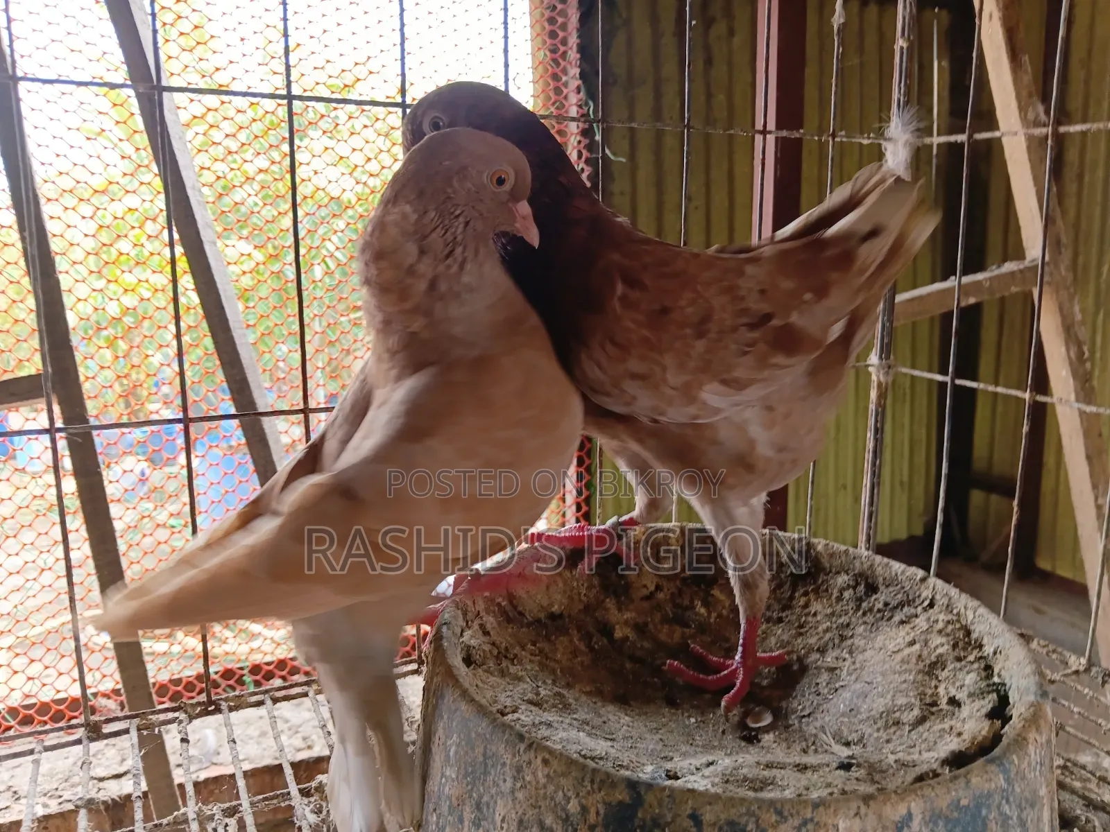 জার্মান মোডেনা রানিং জোড়া