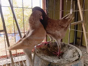 জার্মান মোডেনা রানিং জোড়া