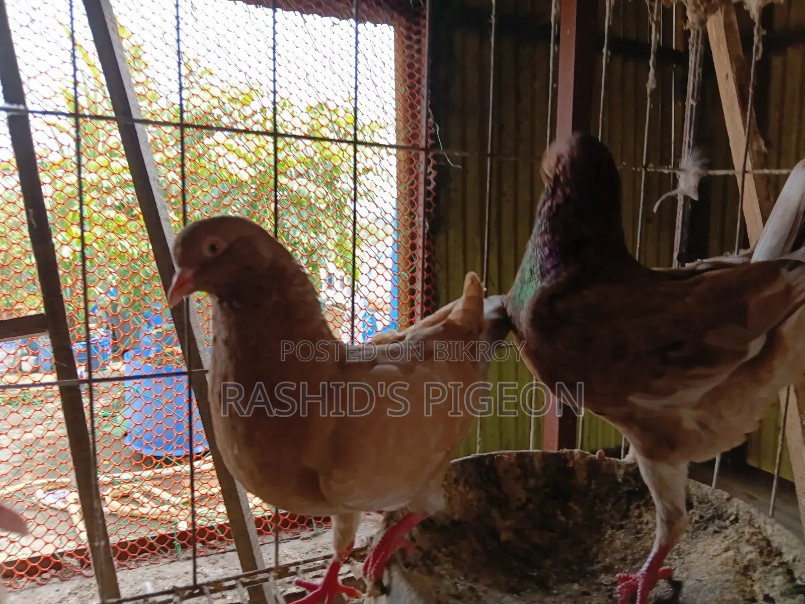 জার্মান মোডেনা রানিং জোড়া