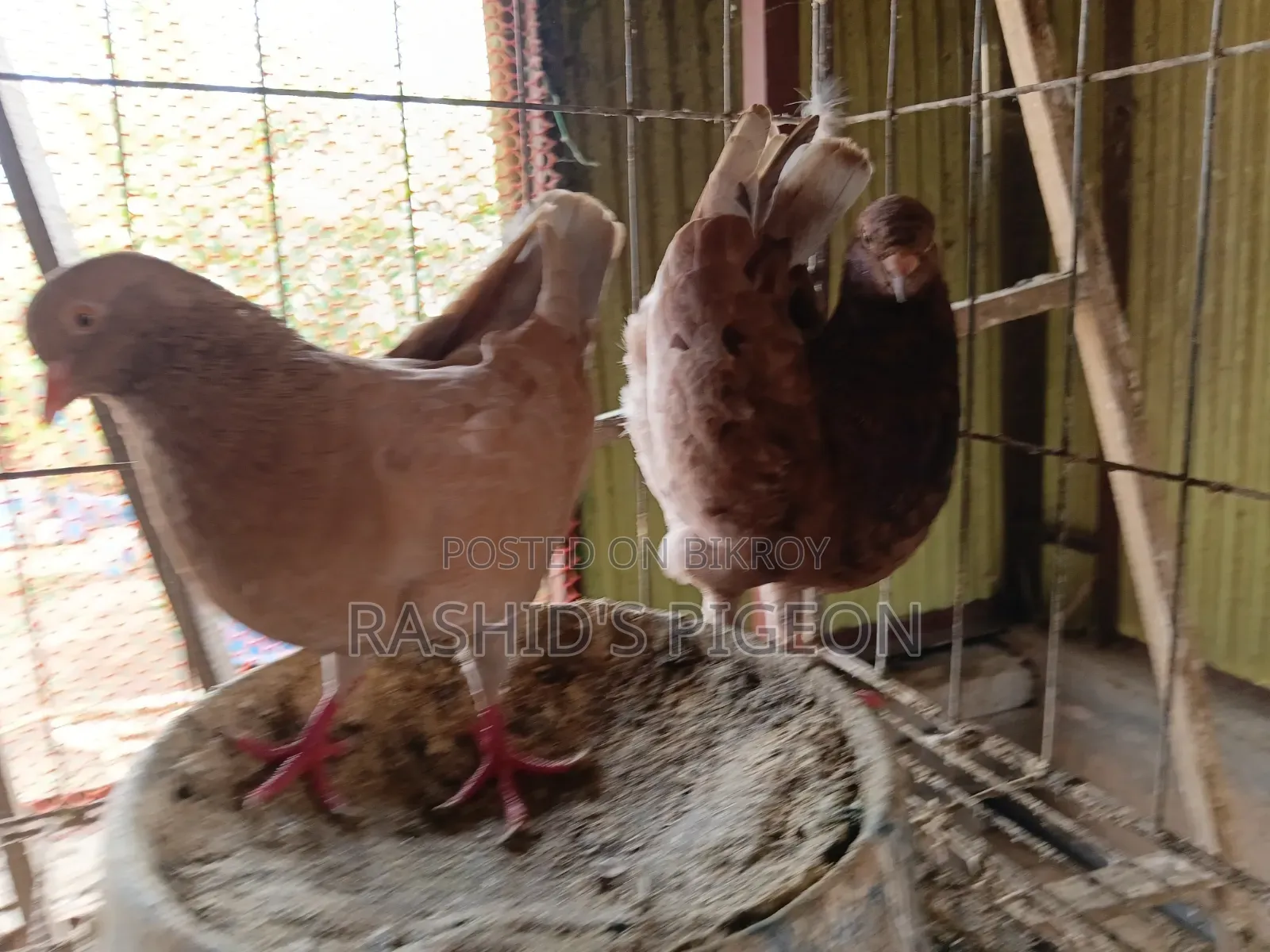 জার্মান মোডেনা রানিং জোড়া