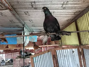 আমেরিকান ডাস্ট টাম্বলার