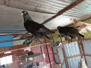 আমেরিকান ডাস্ট টাম্বলার