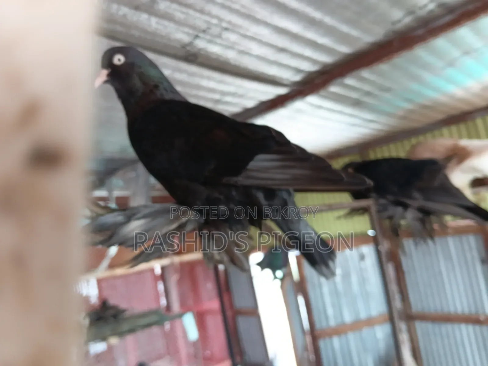 আমেরিকান ডাস্ট টাম্বলার