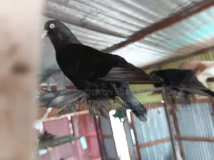 আমেরিকান ডাস্ট টাম্বলার