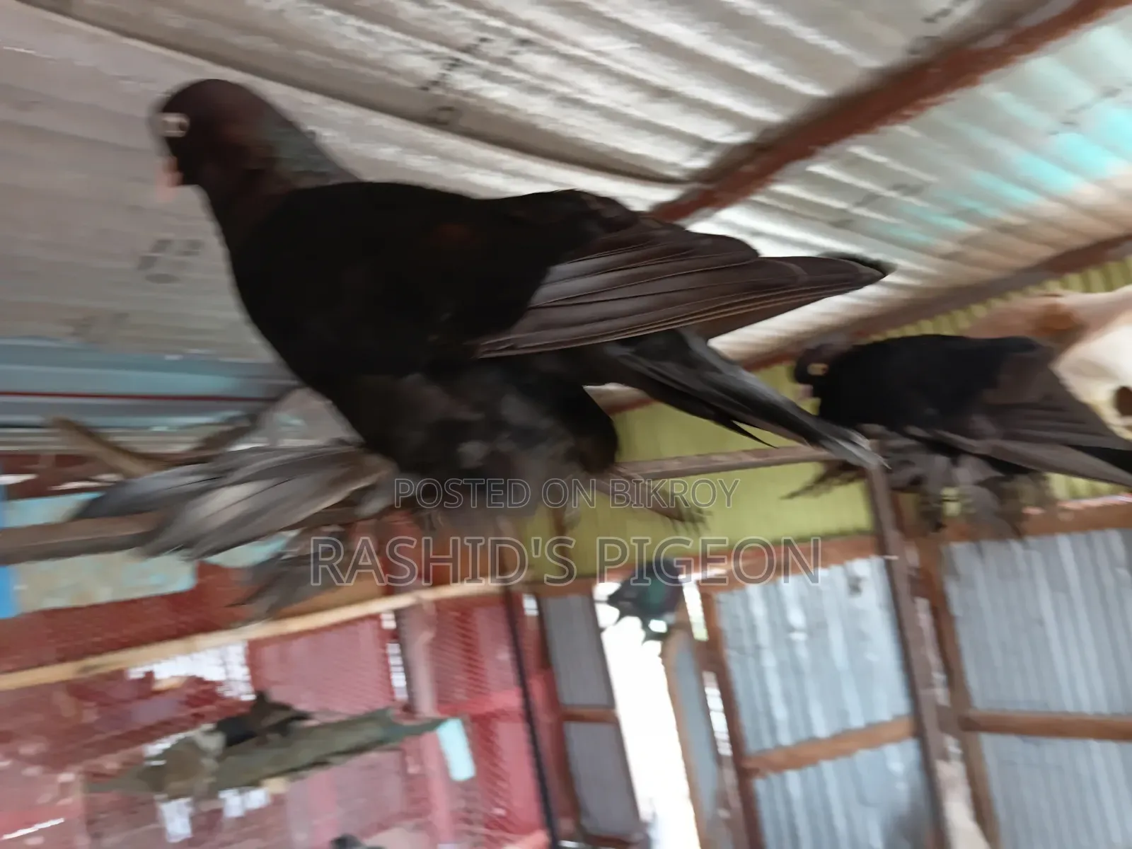 আমেরিকান ডাস্ট টাম্বলার
