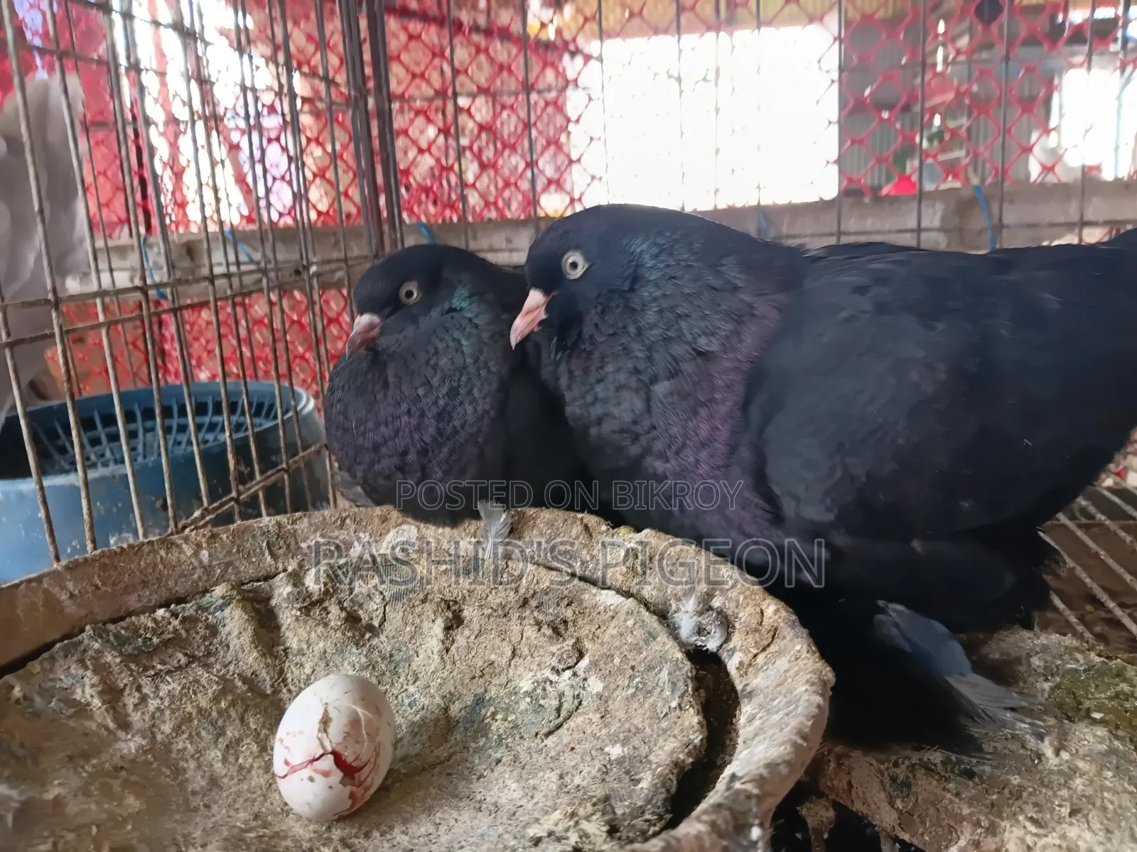 আমেরিকান ডাস্ট টাম্বলার