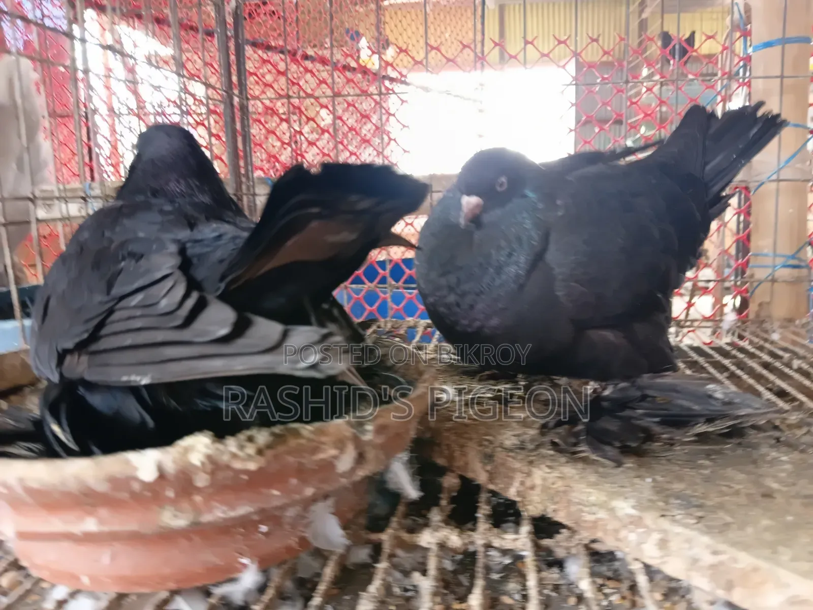 আমেরিকান ডাস্ট টাম্বলার