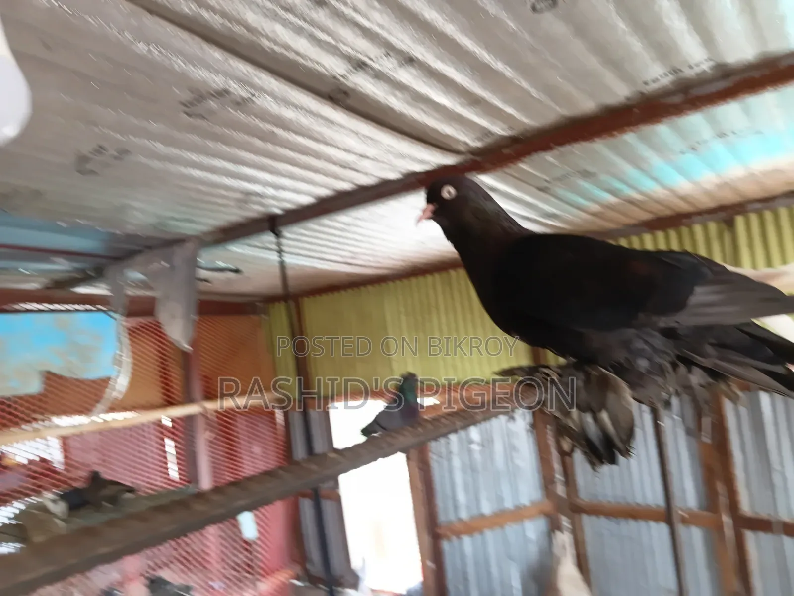 আমেরিকান ডাস্ট টাম্বলার