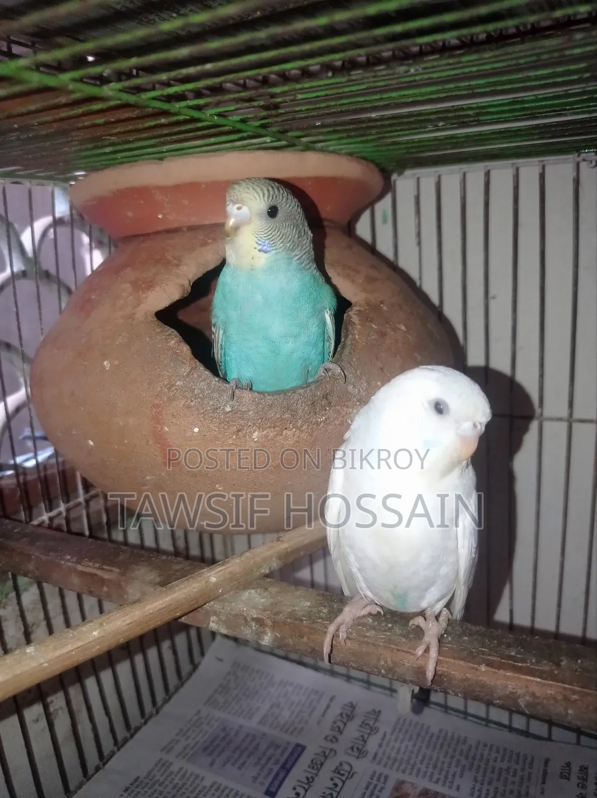 এক জোড়া বাজরিগার ফাকি বিক্রি করা হবে।