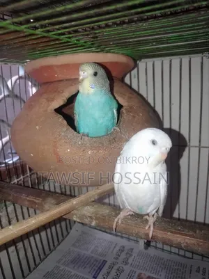 এক জোড়া বাজরিগার ফাকি বিক্রি করা হবে।