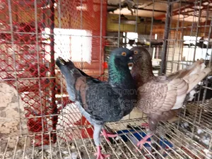 মডেনা রানিং জোড়া