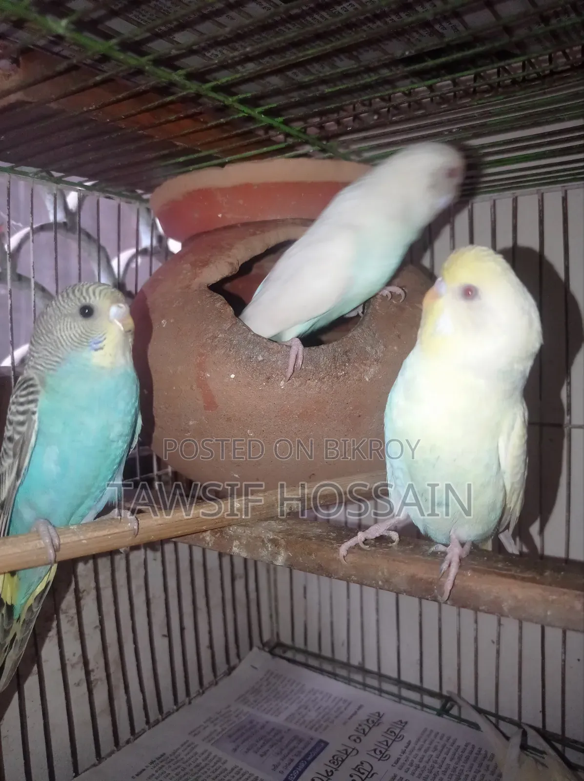 এক জোড়া বাজরিগার ফাকি বিক্রি করা হবে।
