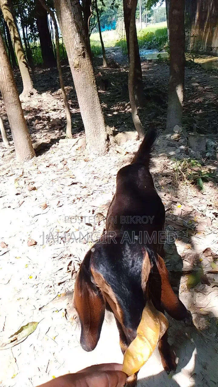 3 Goats for Sale Alhamdulillah Healthy and Strong