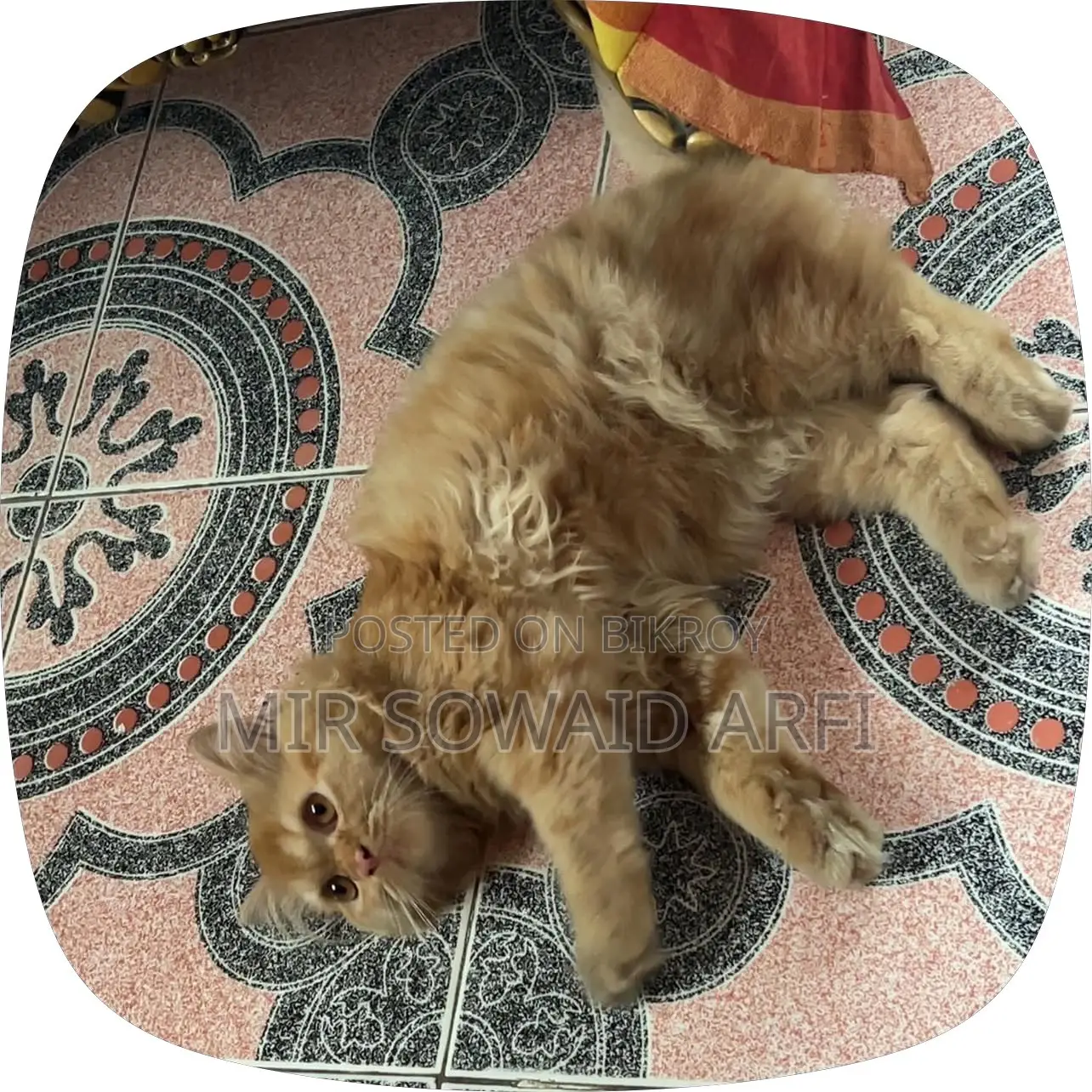 ৬-১২ মাস বয়সী পুরুষ বিশুদ্ধ জাতের পার্সিয়ান