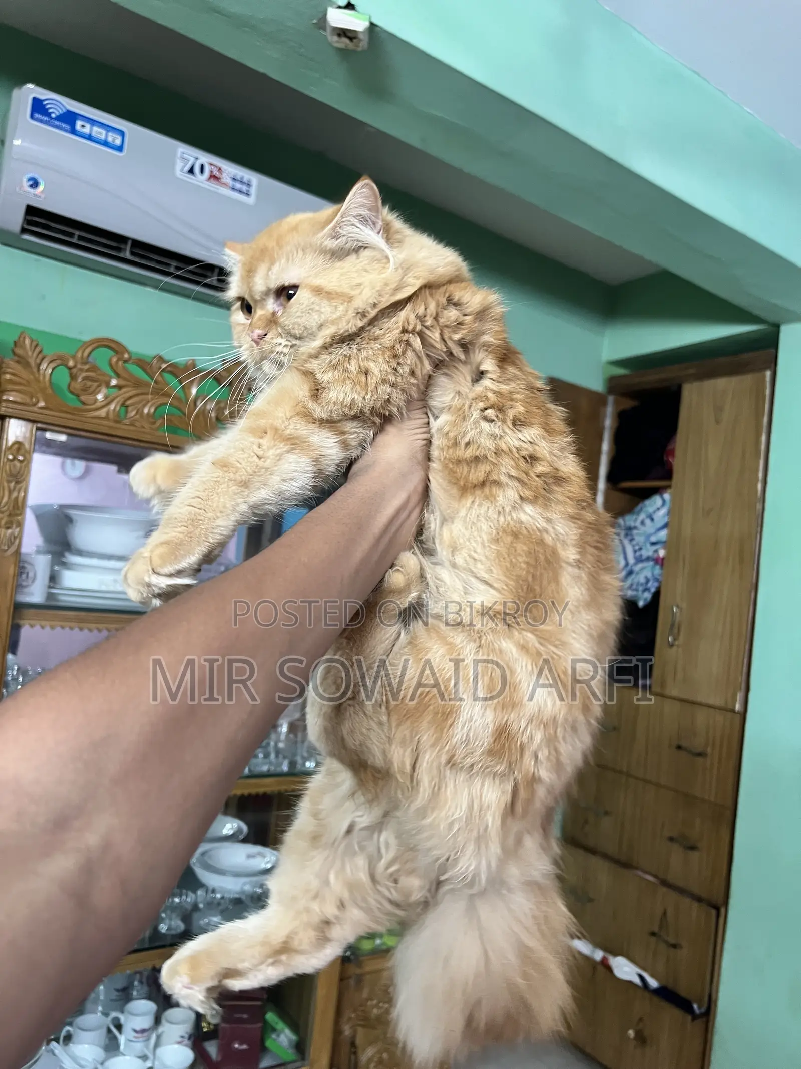 ৬-১২ মাস বয়সী পুরুষ বিশুদ্ধ জাতের পার্সিয়ান