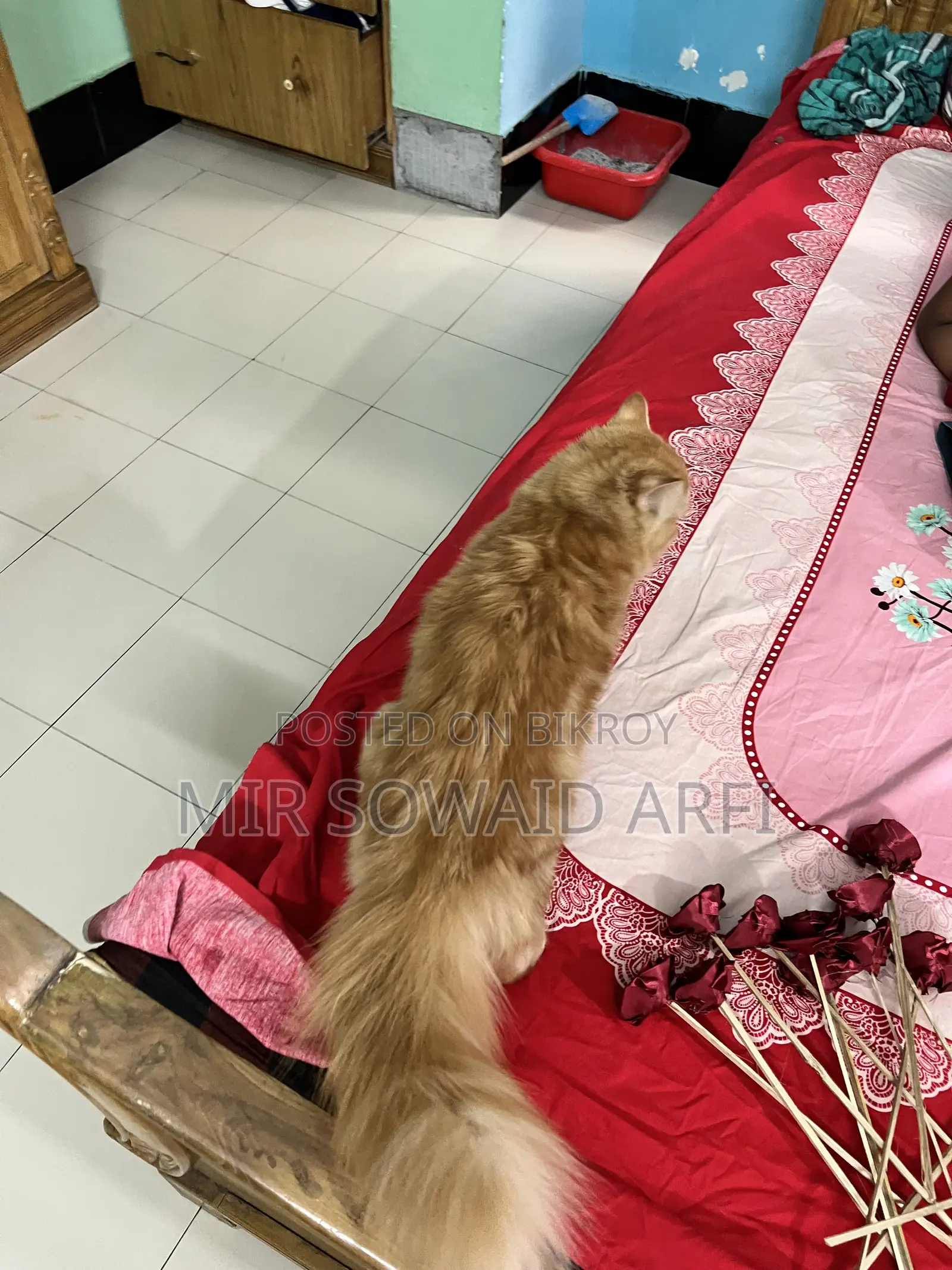 ৬-১২ মাস বয়সী পুরুষ বিশুদ্ধ জাতের পার্সিয়ান