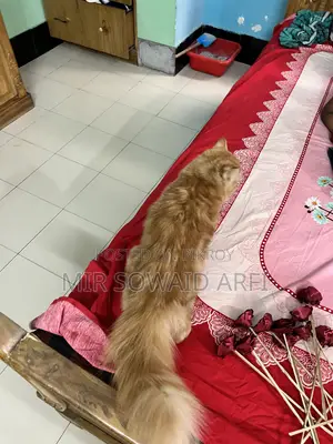 ৬-১২ মাস বয়সী পুরুষ বিশুদ্ধ জাতের পার্সিয়ান