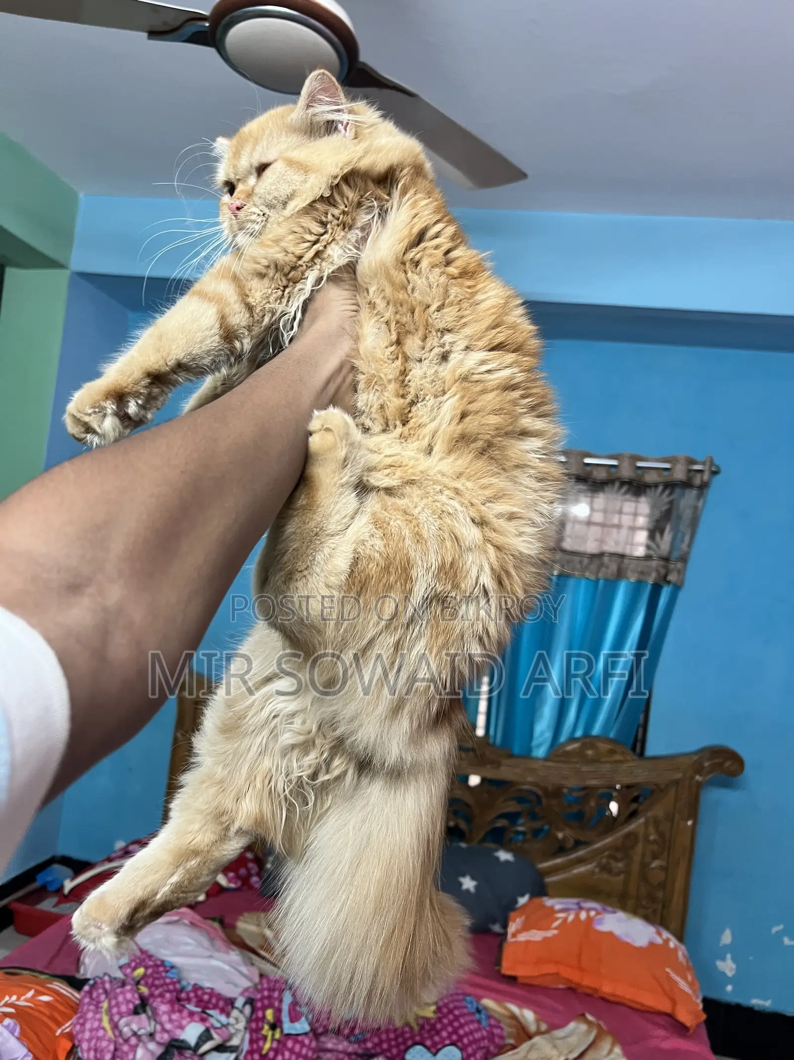 ৬-১২ মাস বয়সী পুরুষ বিশুদ্ধ জাতের পার্সিয়ান