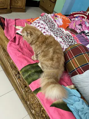 ৬-১২ মাস বয়সী পুরুষ বিশুদ্ধ জাতের পার্সিয়ান
