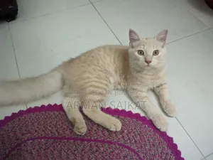৩-৬ মাস বয়সী পুরুষ মিশ্র জাতের পার্সিয়ান