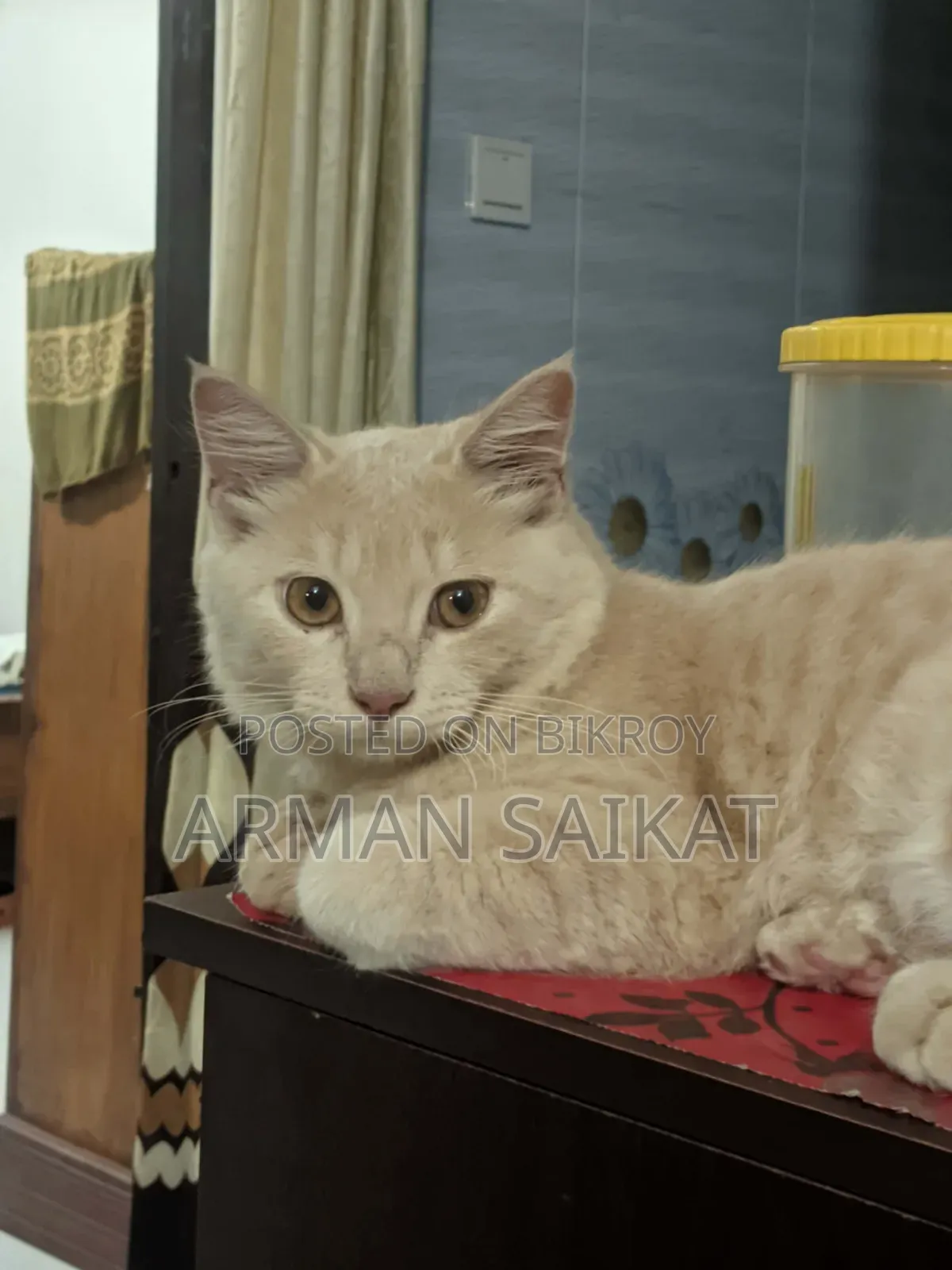 ৩-৬ মাস বয়সী পুরুষ মিশ্র জাতের পার্সিয়ান