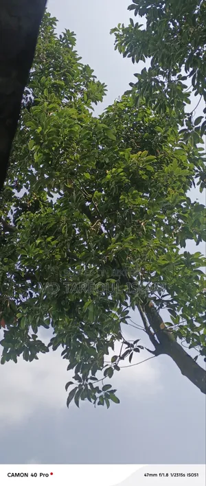 Fresh tree olives