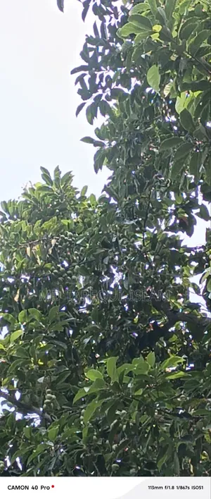 Fresh tree olives