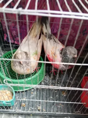 Running Pakistani Giribaz Pigeon Pair for Sale