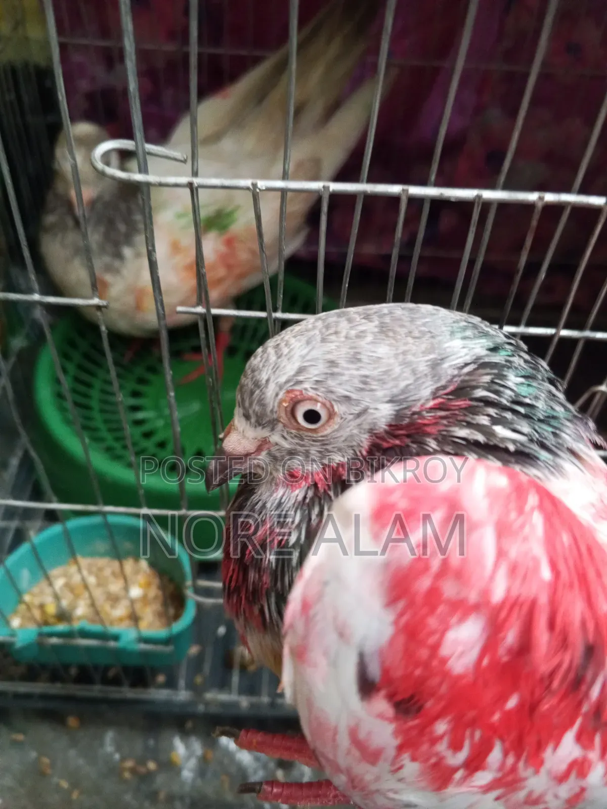 Running Pakistani Giribaz Pigeon Pair for Sale