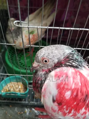 Running Pakistani Giribaz Pigeon Pair for Sale