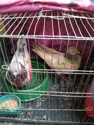 Running Pakistani Giribaz Pigeon Pair for Sale
