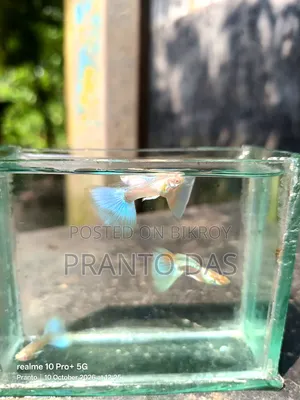 ব্লু টোপাজ গাপ্পি অটো ব্রিড