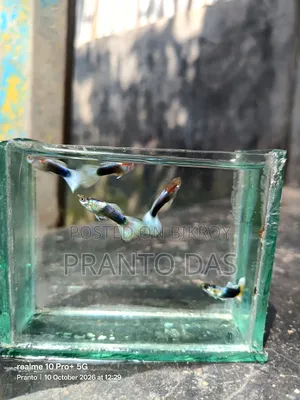 White Tuxedo Guppy