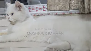১+ বছরের খাঁটি পার্সিয়ান নারী বিড়াল