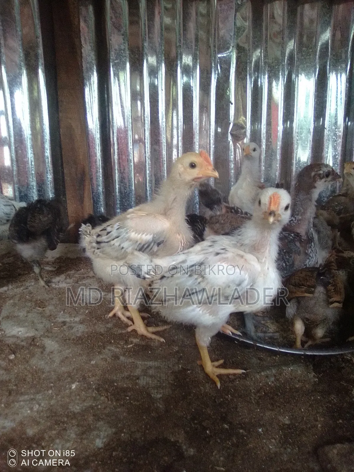Healthy Local Chicken Chicks for Sale