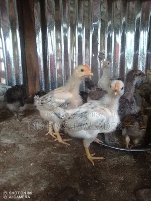 Healthy Local Chicken Chicks for Sale