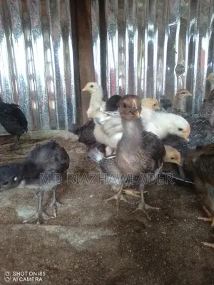 Healthy Local Chicken Chicks for Sale