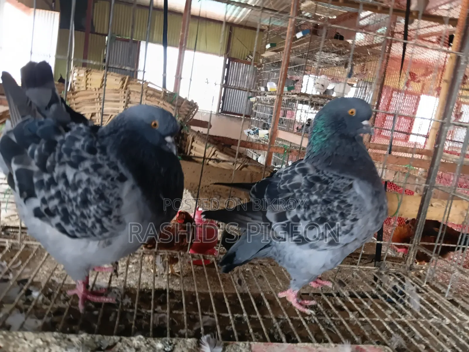 King Running Pair