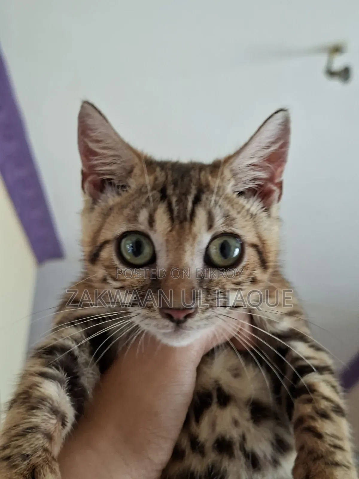1-3 months Female Purebred Bengal